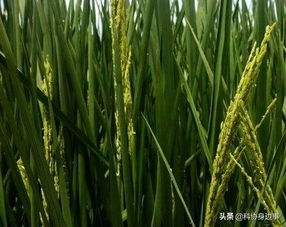 今日科技話題 全球30米分辨率森林覆蓋分布圖 天基網(wǎng)絡(luò)地面服務(wù)平臺 農(nóng)業(yè)科學(xué)理論研究 冬小麥 流感